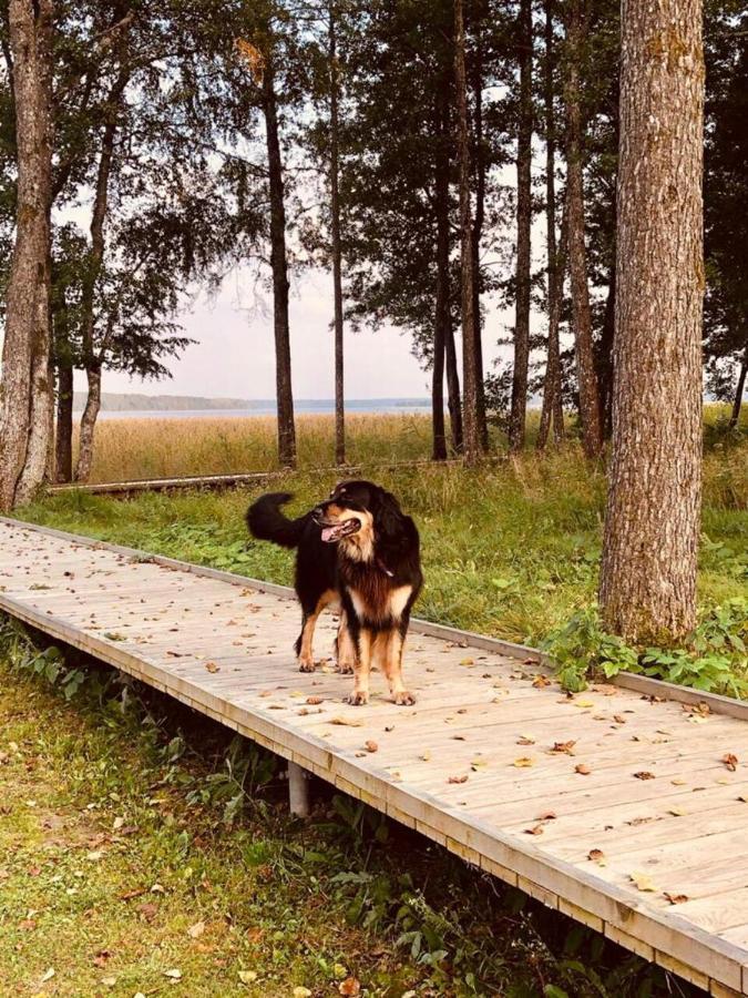 Bebru Maja - Beaver House Usma Exteriör bild